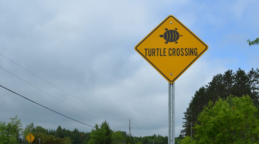 Protecting the Blanding’s Turtle