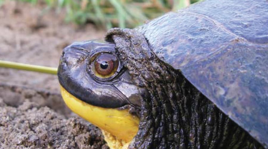 Protecting the Blanding’s Turtle